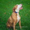 Quick-release Plastic Buckle Pet Collars